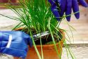 Chives Harvesting with gloves